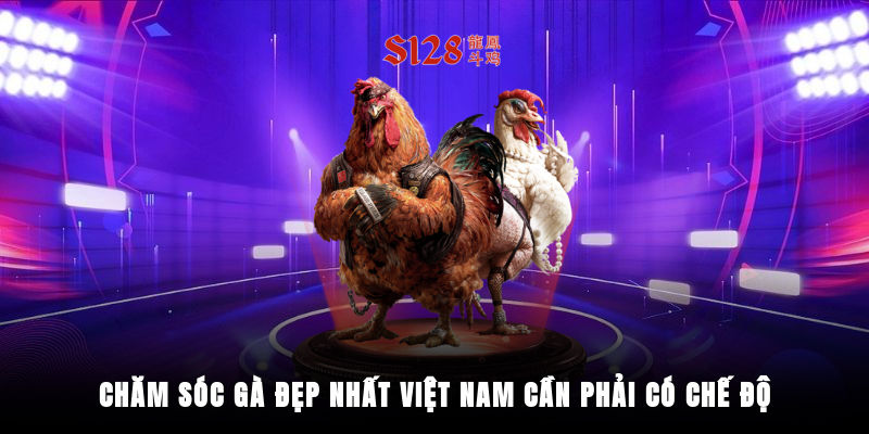 Cách chăm sóc giúp gà luôn giữ vẻ đẹp hoàn hảo